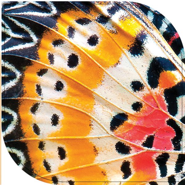 تگ هدیه پیامک – طرح 110